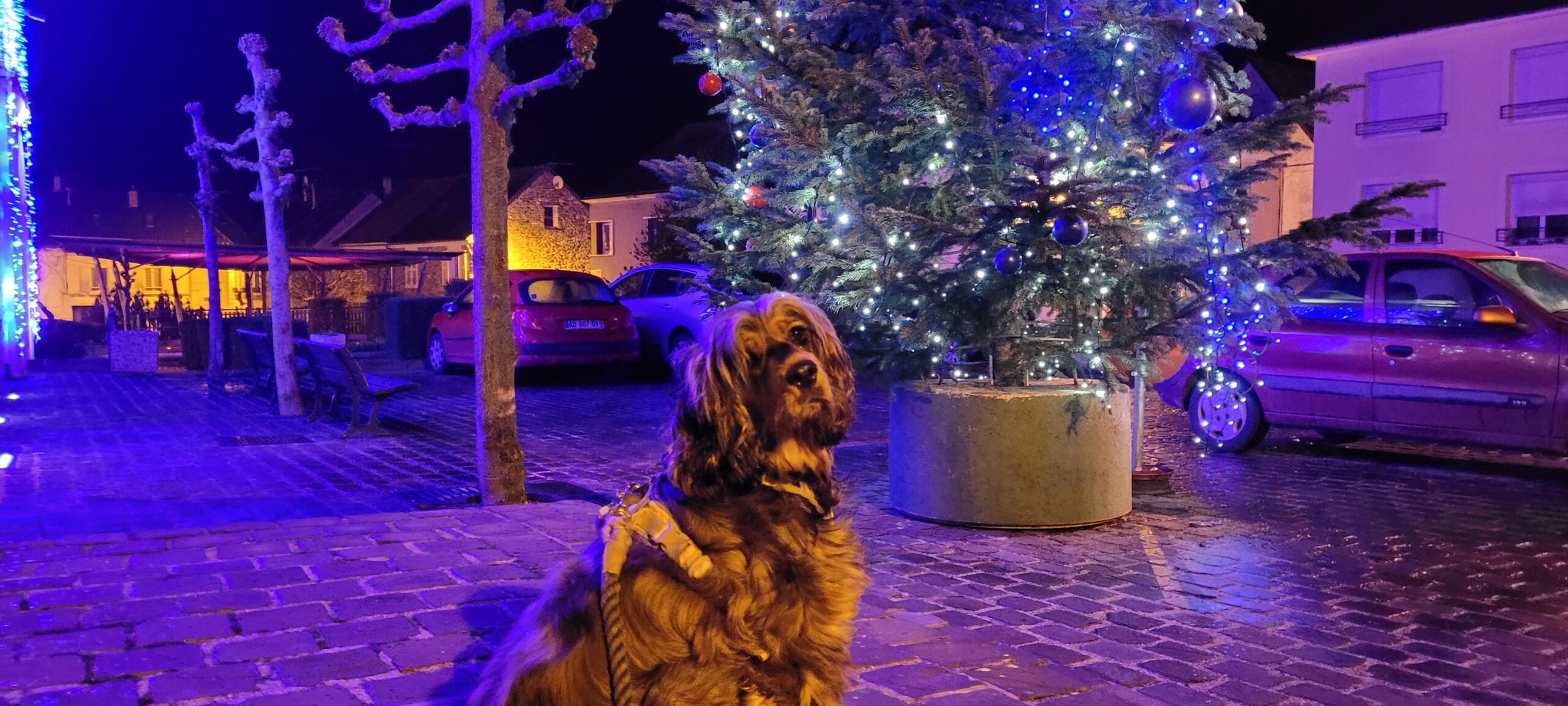 a cocker spaniel in front of an outdoor christmas tree