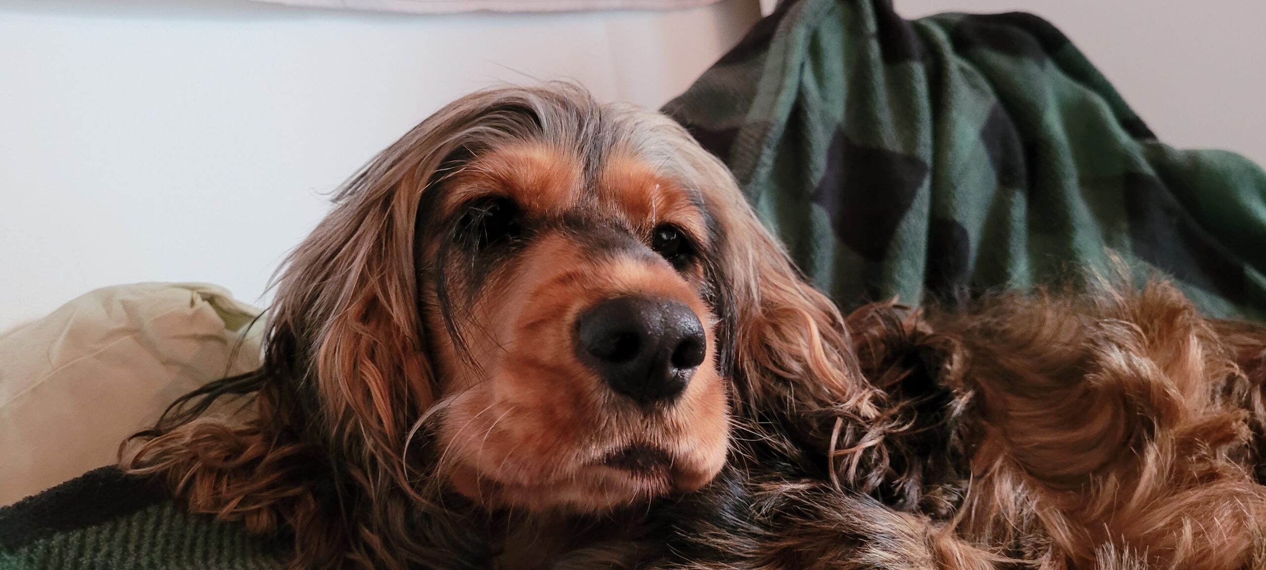 a black and tan cocker spaniel