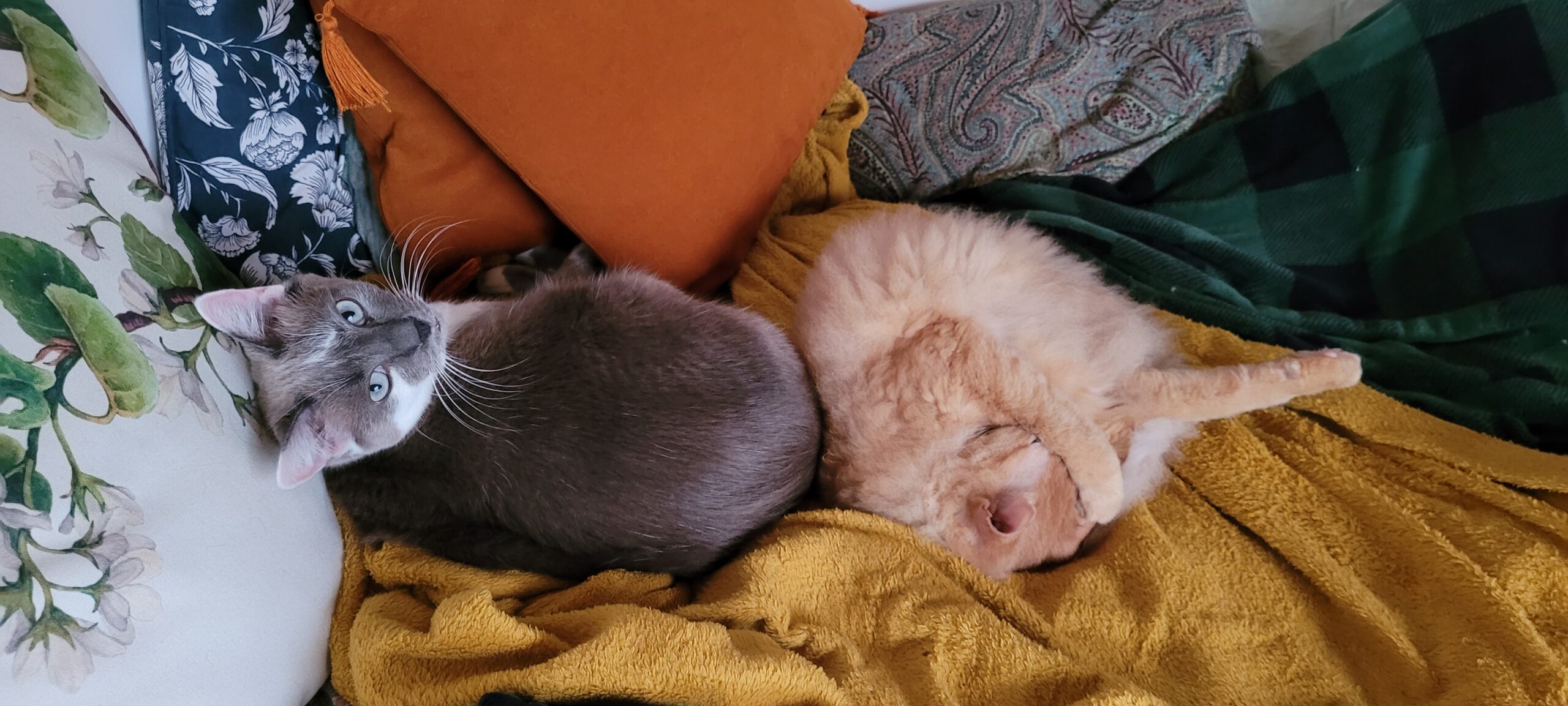 two cats sleeping on blankets and pillows