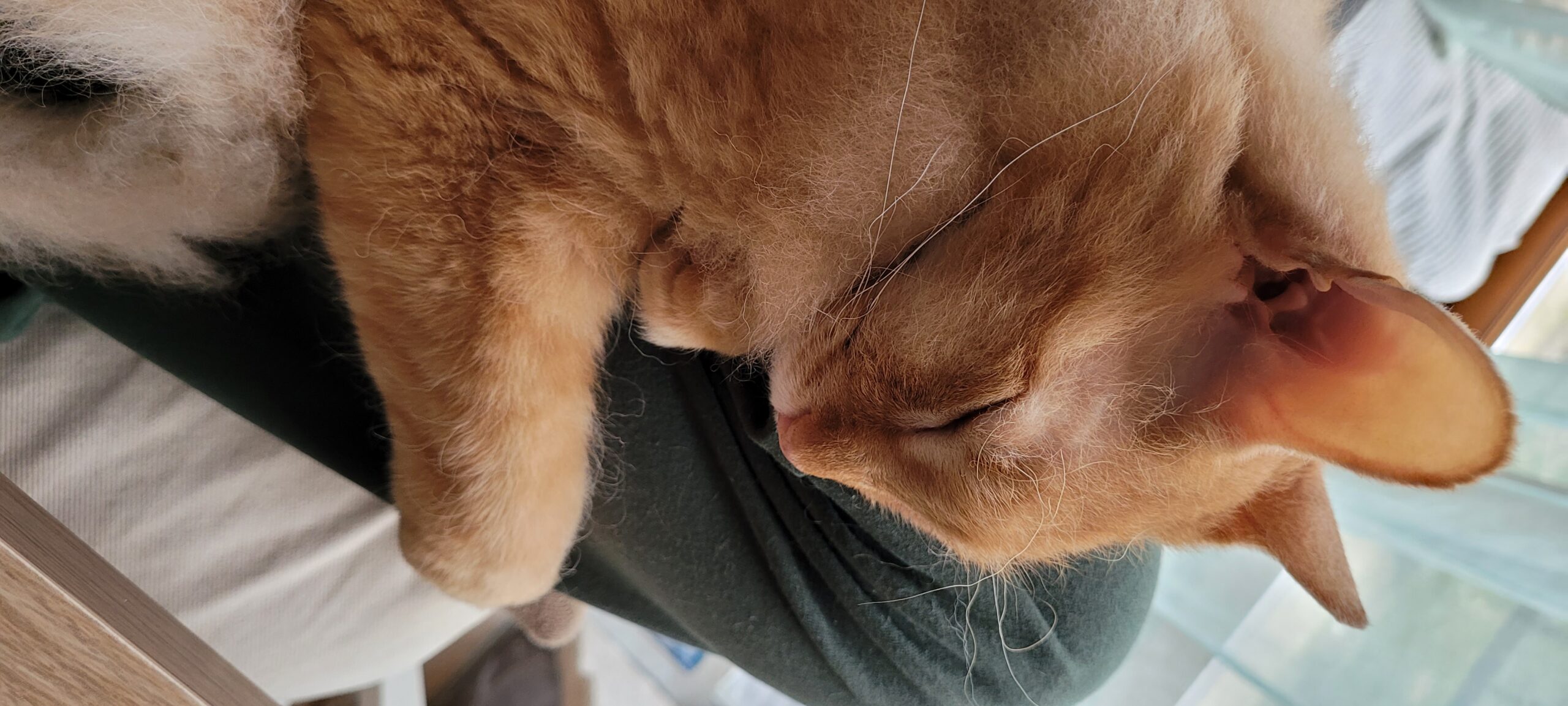 an orange cat sleeping in a lap