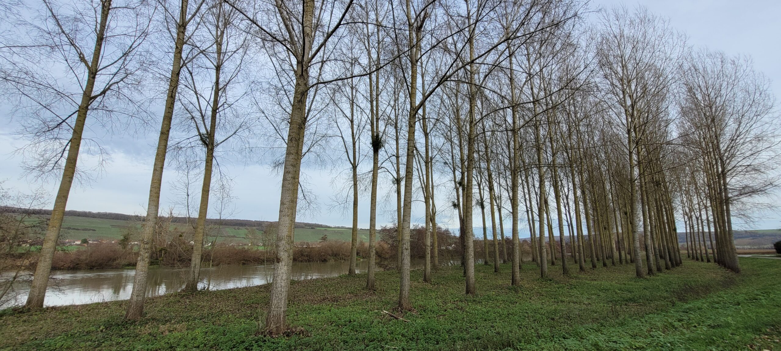 tall trees in rows next to a river