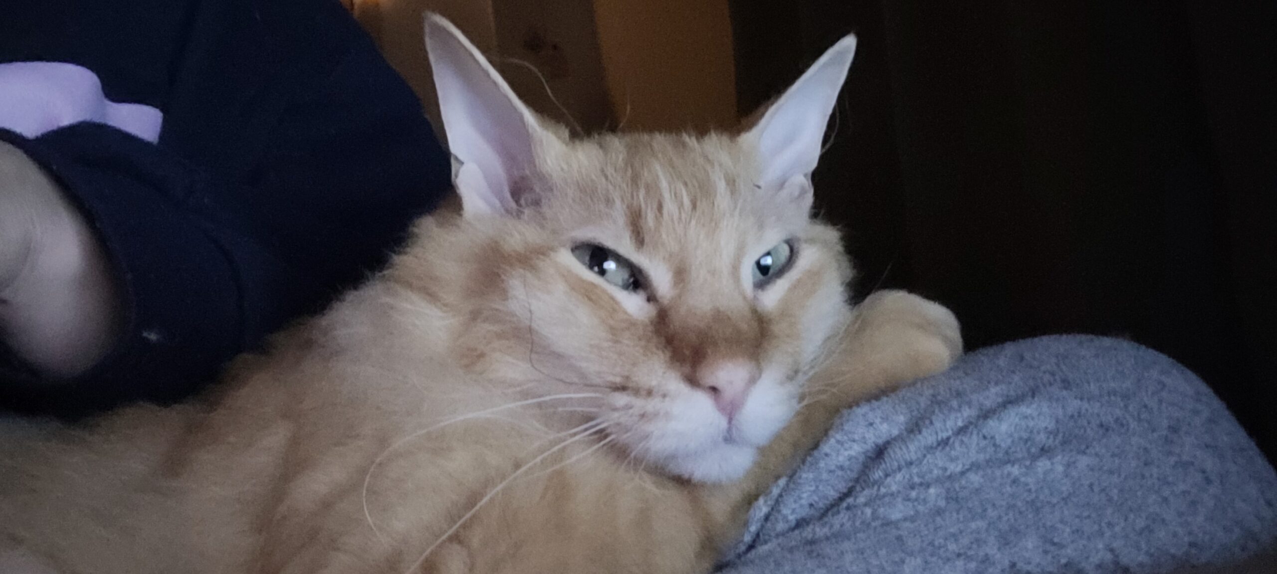 an orange cat narrowing his eyes and looking at camera while holding onto a human leg