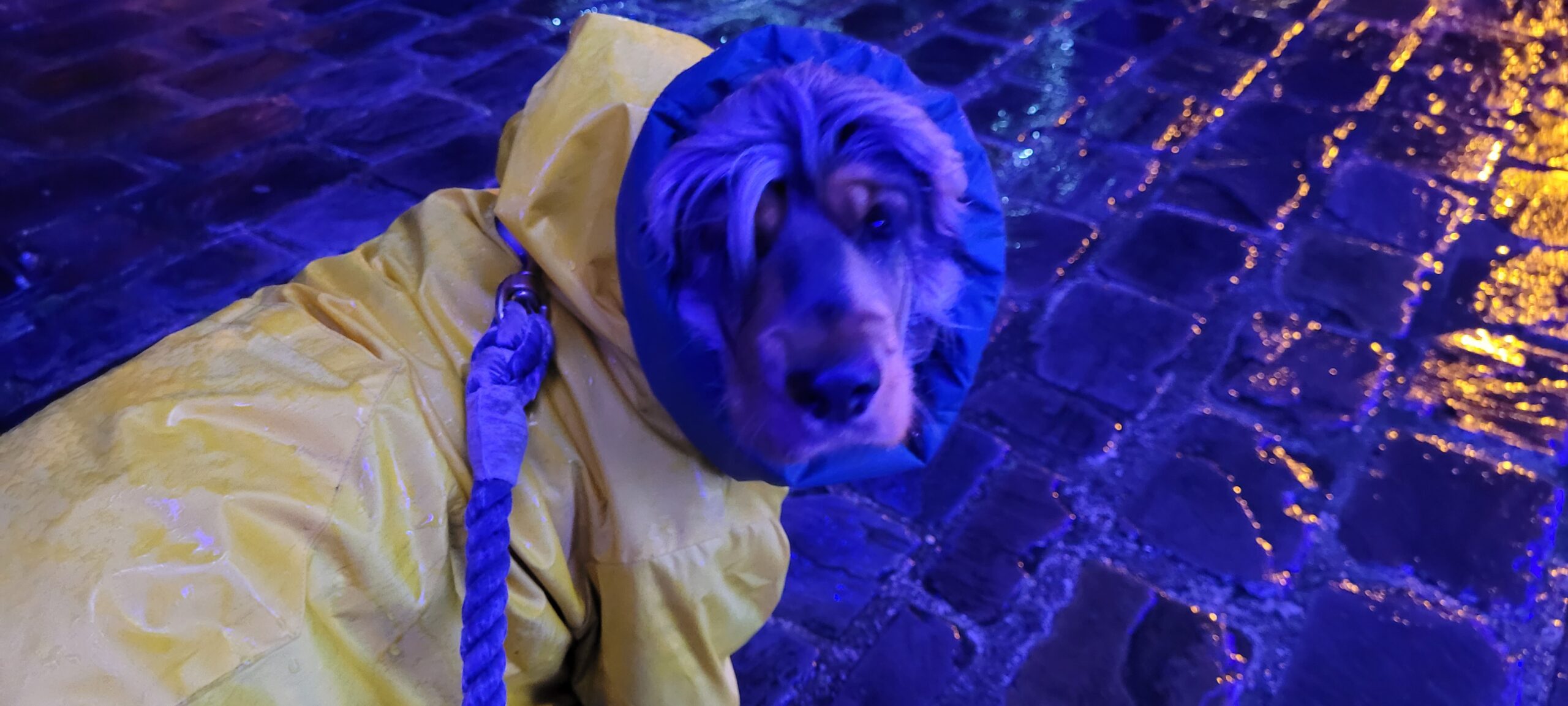 a cocker spaneil wearing a raincoat and a waterproof snood lit by blue christmas lights outdoors