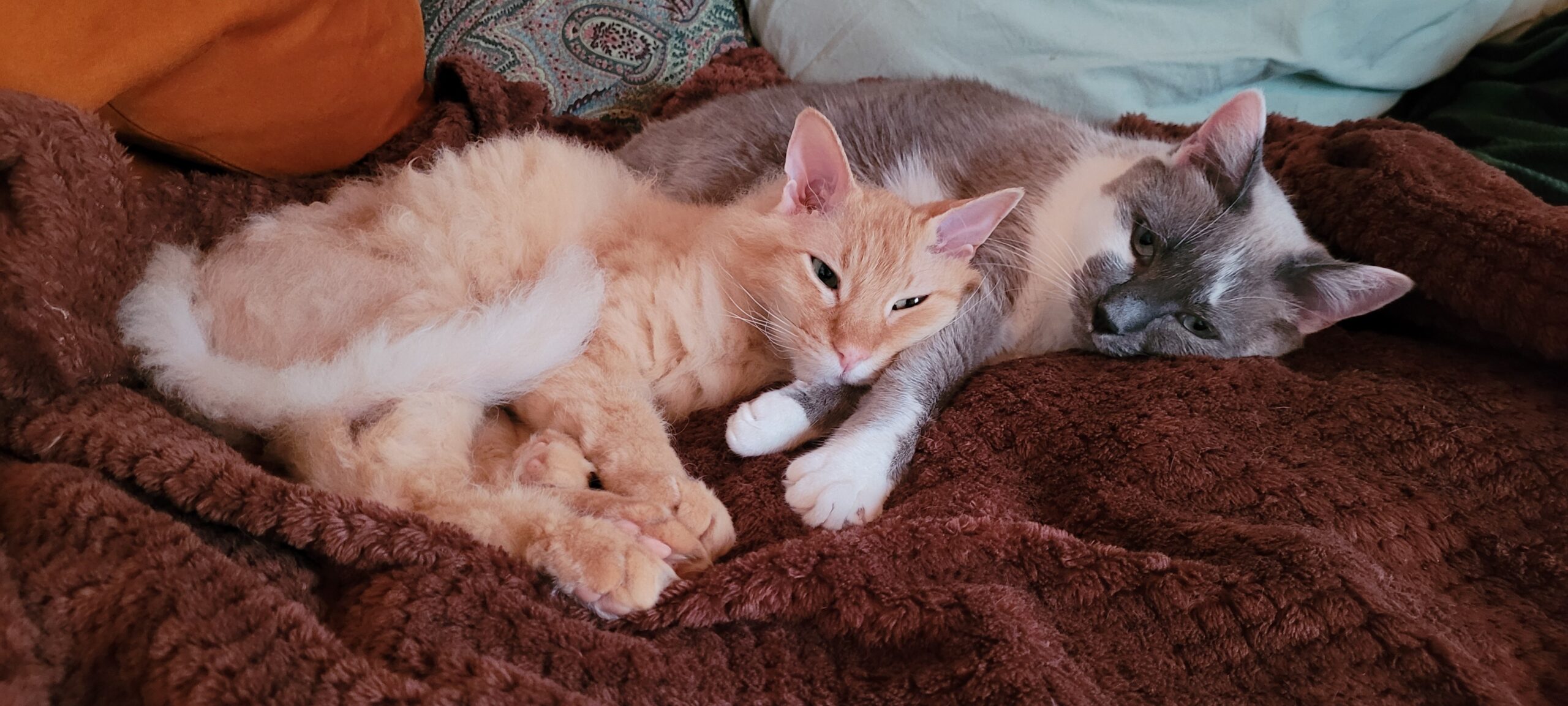 two cats laying together