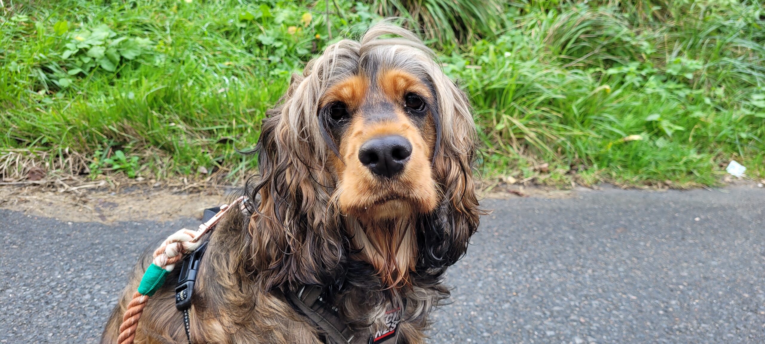 a black and tan sable cocker spaniel looking at camera