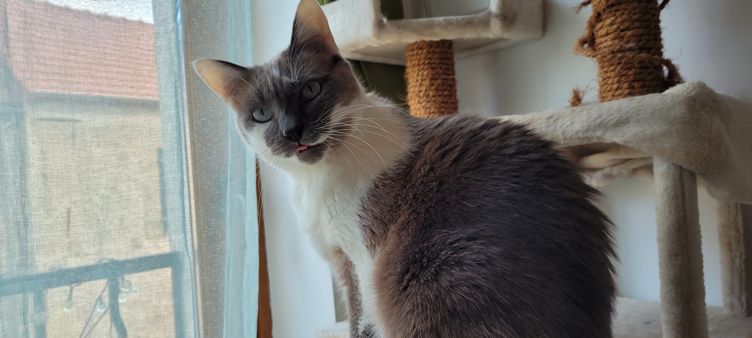 a grey and white cat on a cat tree, she is looking at camera and sticking her tongue out a tiny bit