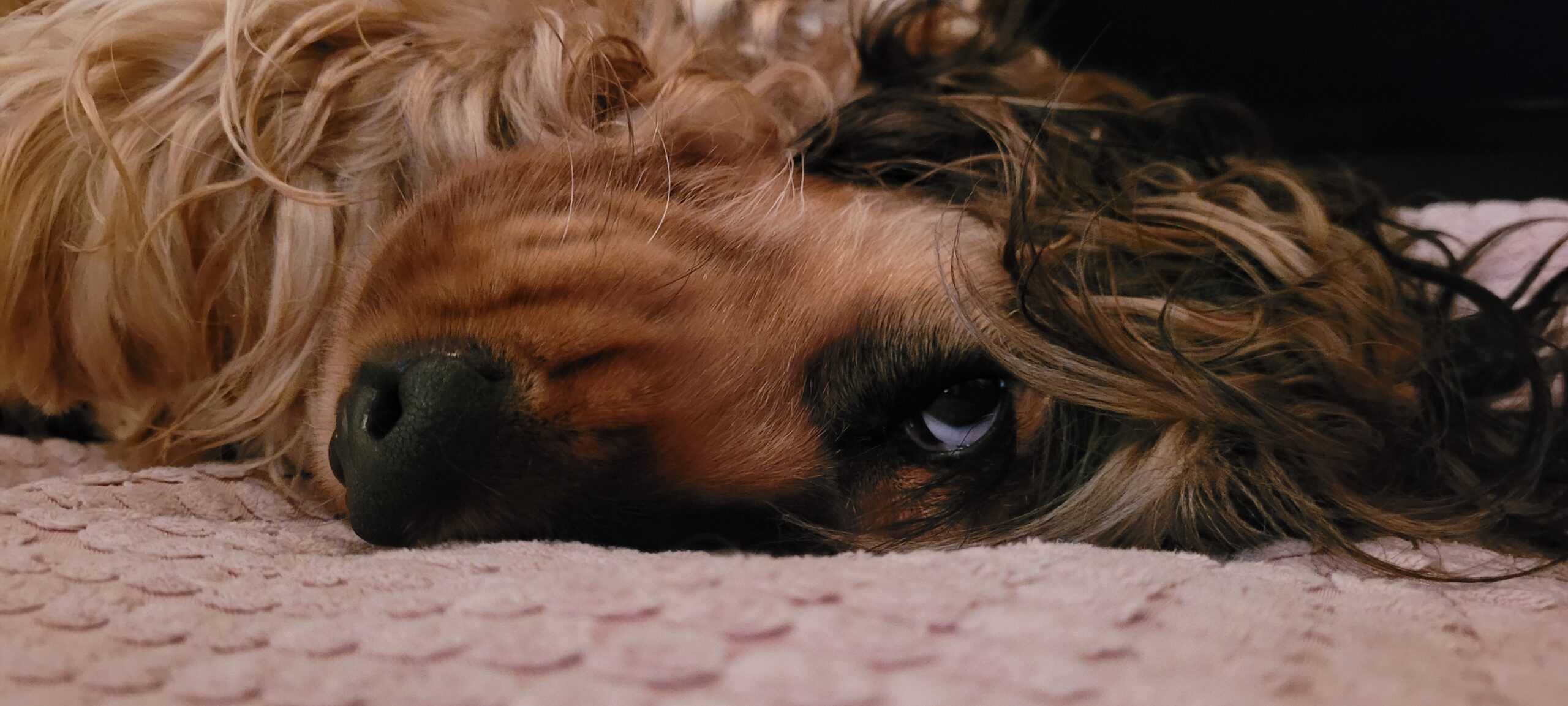 a dog laying on her side, half her face hiddin in pillow, looking at camera