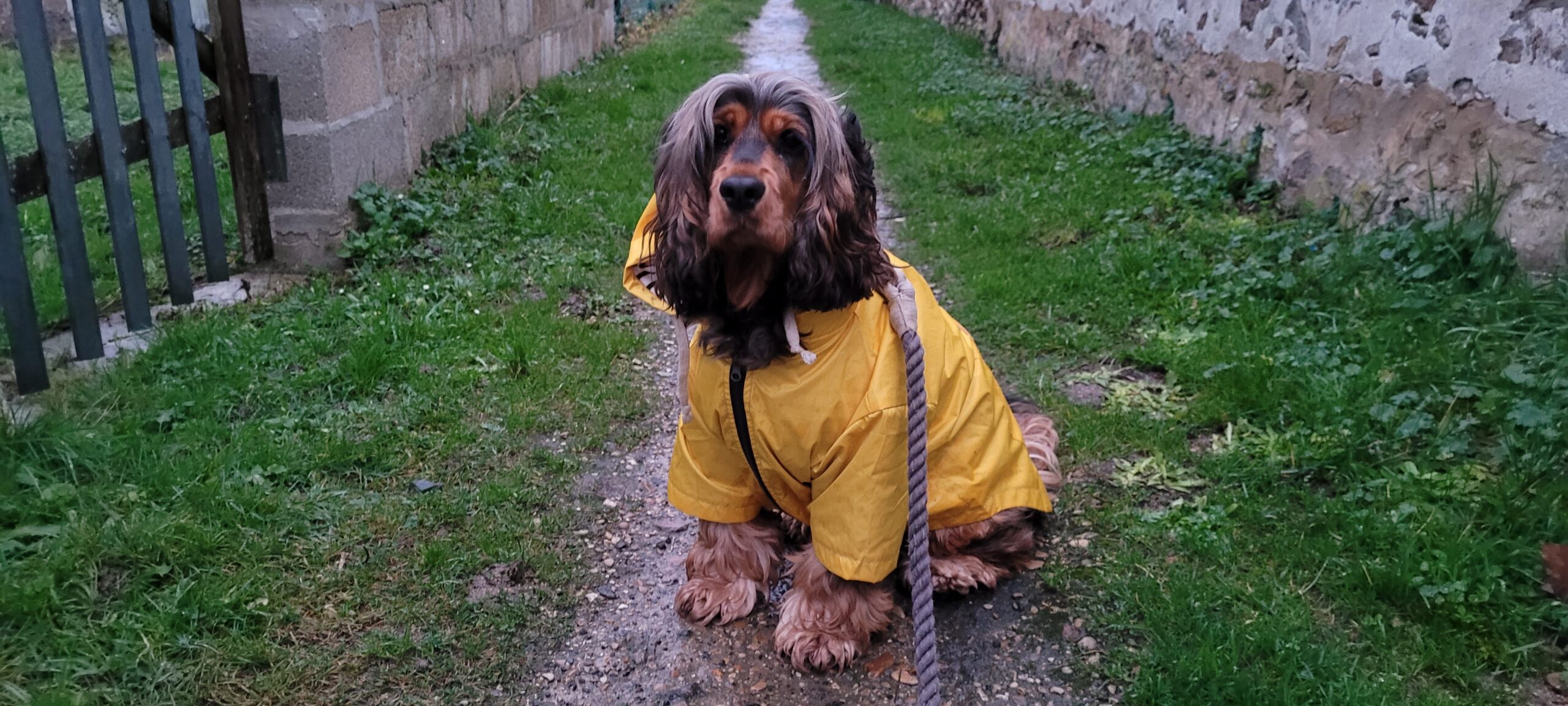 a cocker spaniel in a yellow rain coat