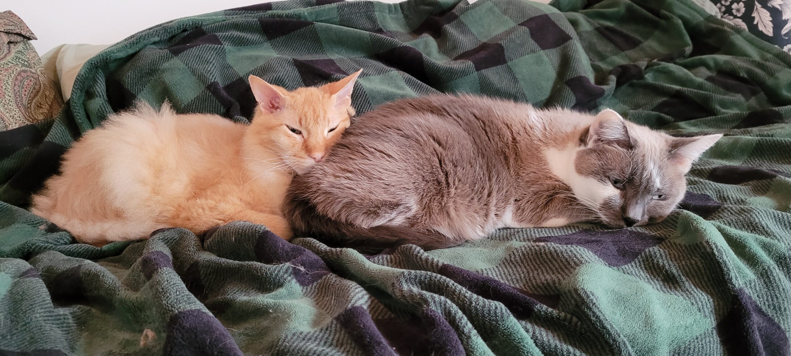 an orange cat laying while resting head on the back end of a grey and white cat who is trying to sleep