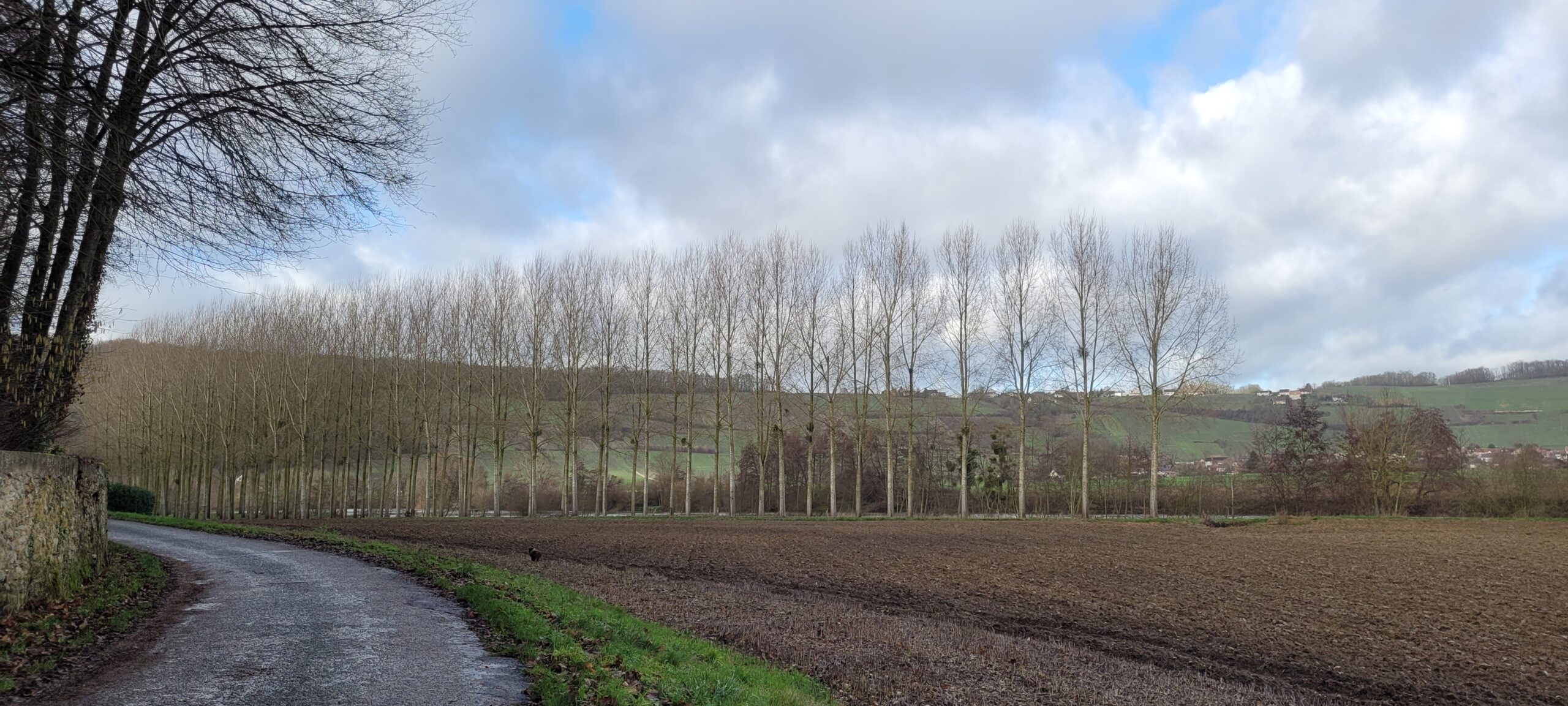 a line of tall trees next to a river, farm fields, and a small paved road