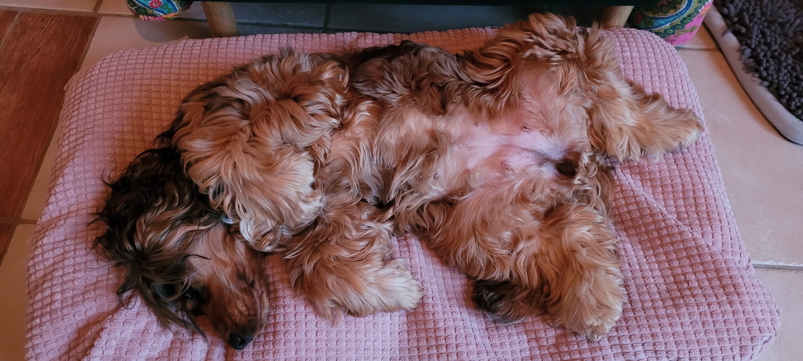 a fluffy cocker spaniel laying on her back on a pillow