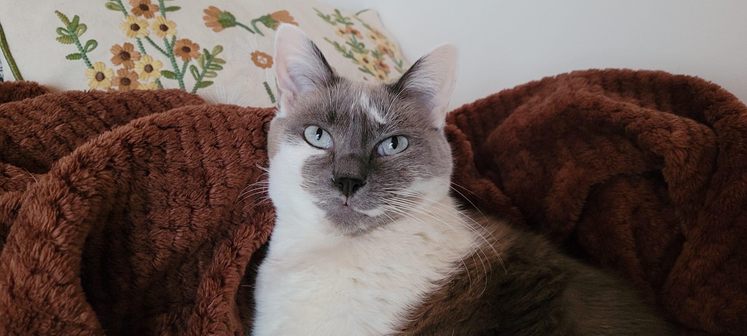 a grey and white cat with blue eyes