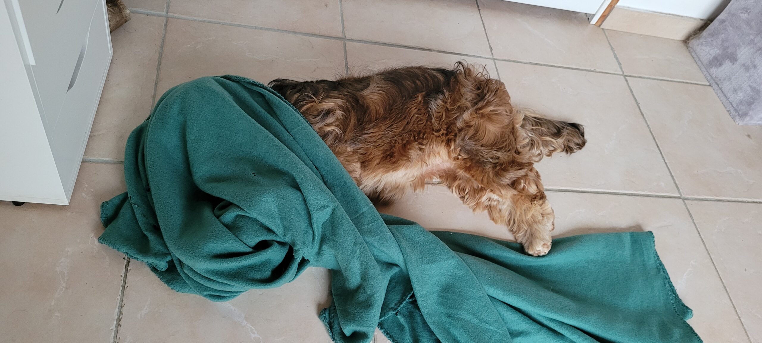 a dog laying on the floor with their head under a blanket