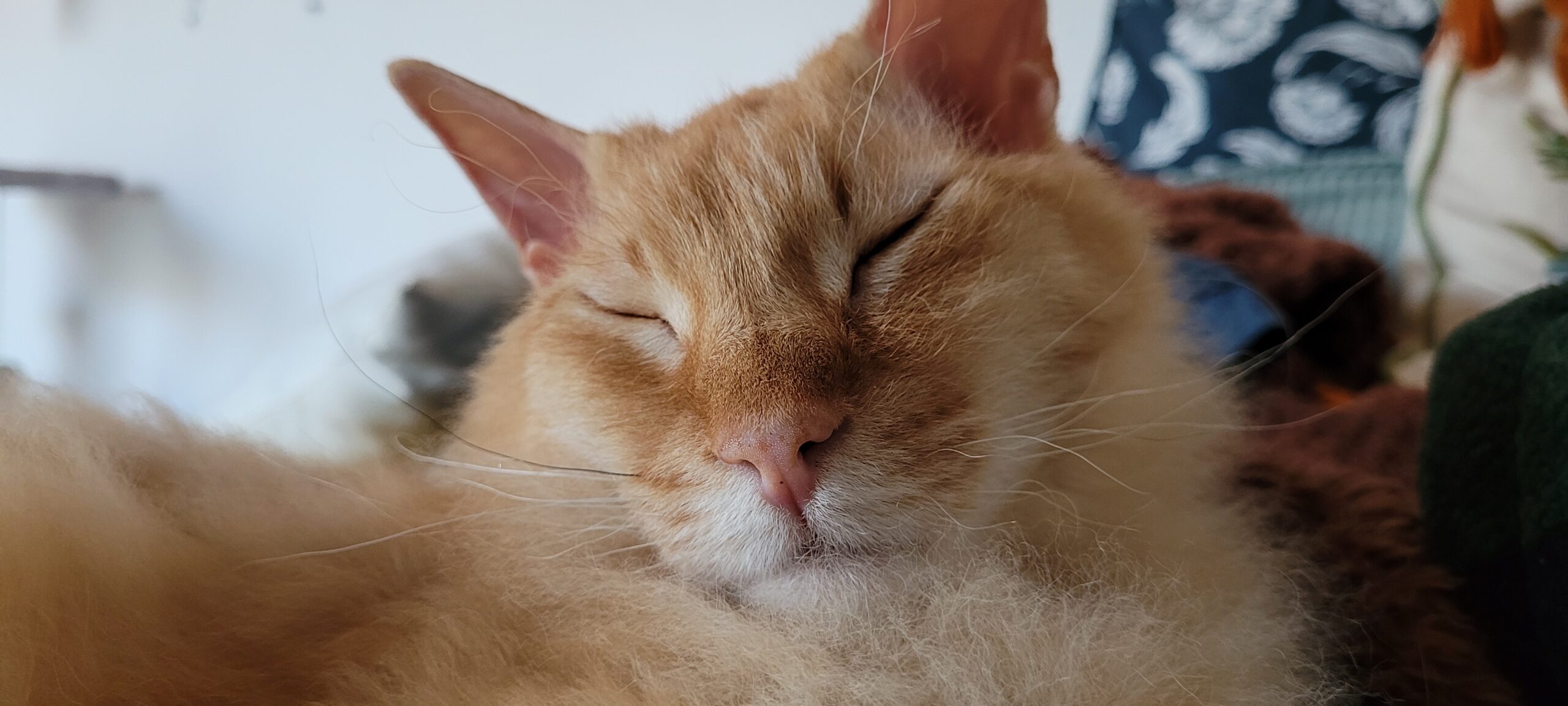 a fuzzy orange cat sleeping