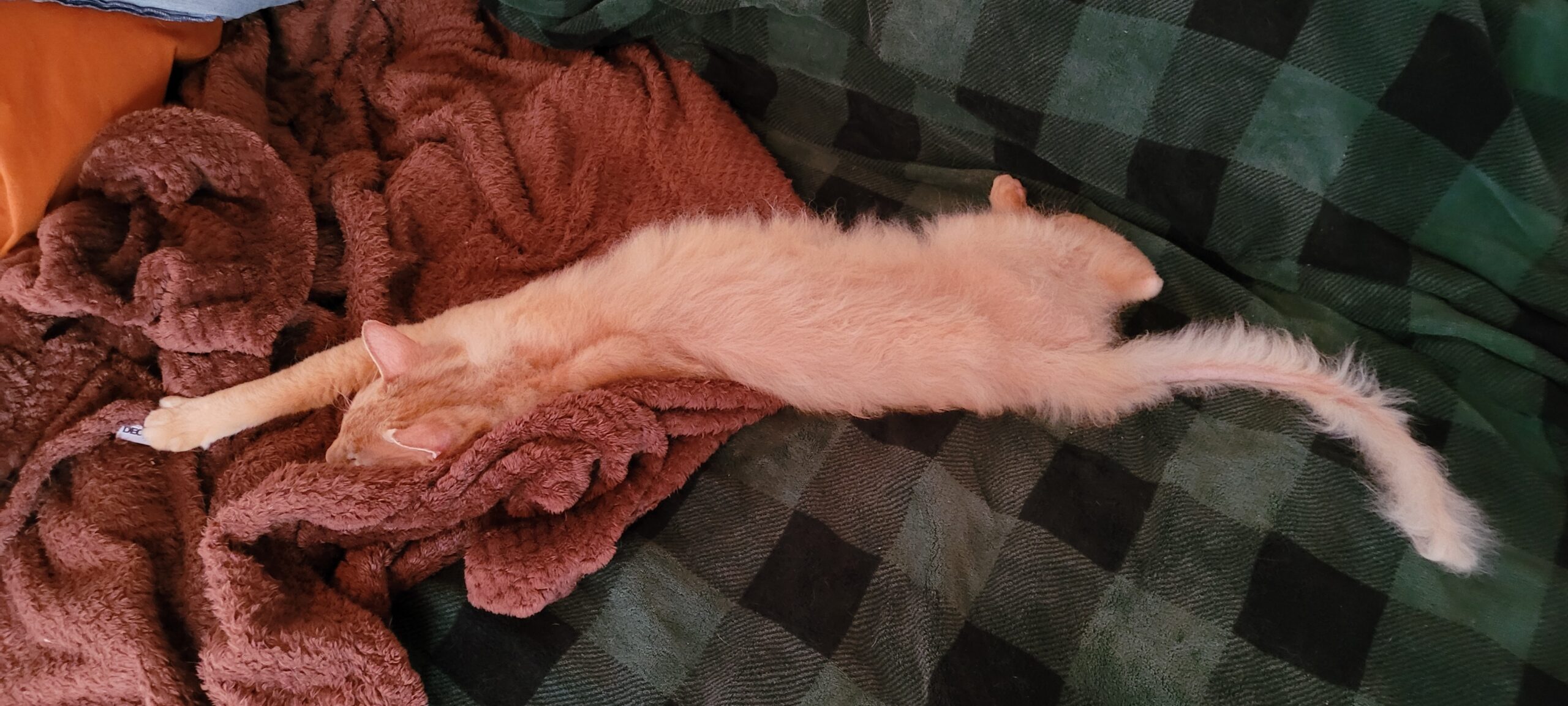 a half hairless orange cat laying on blankets