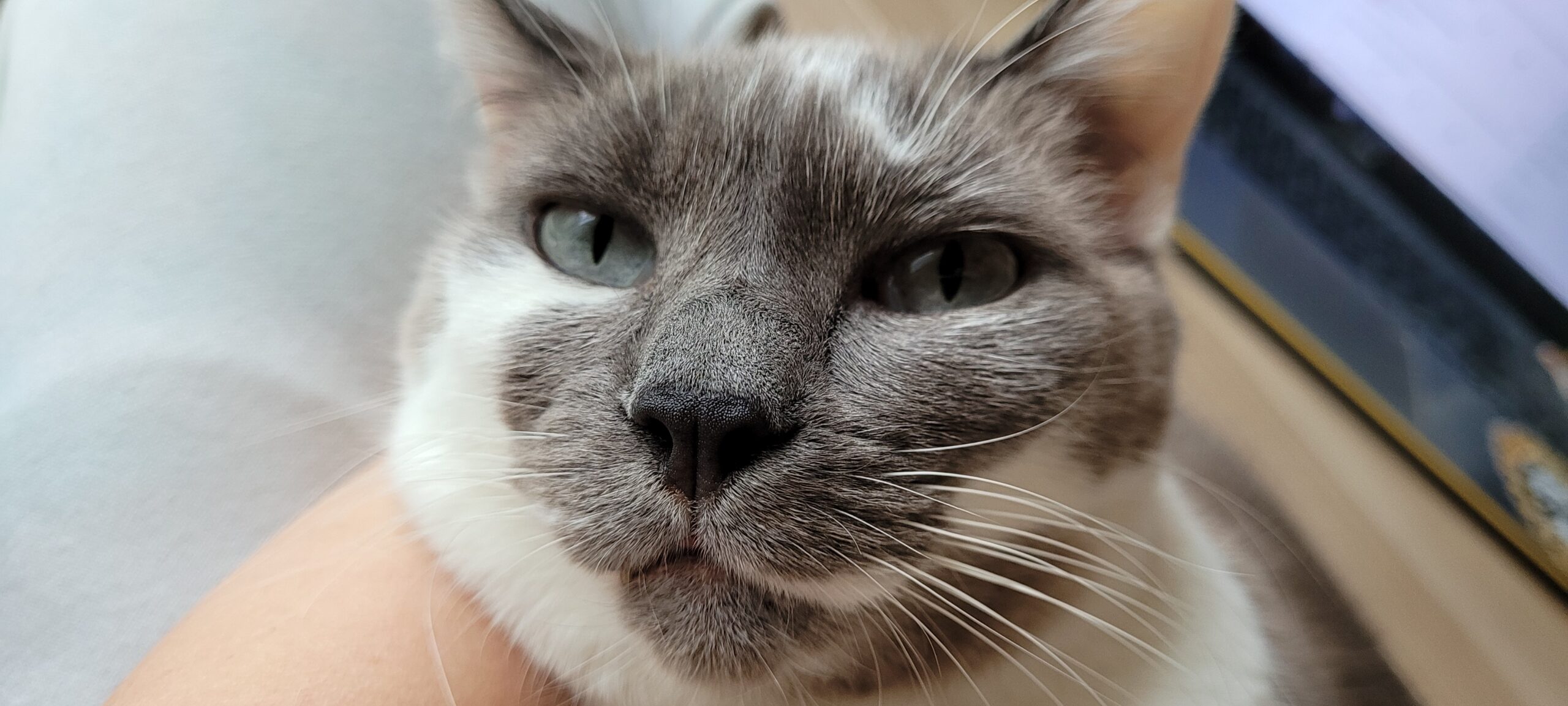 a grey and white cat looking in camera