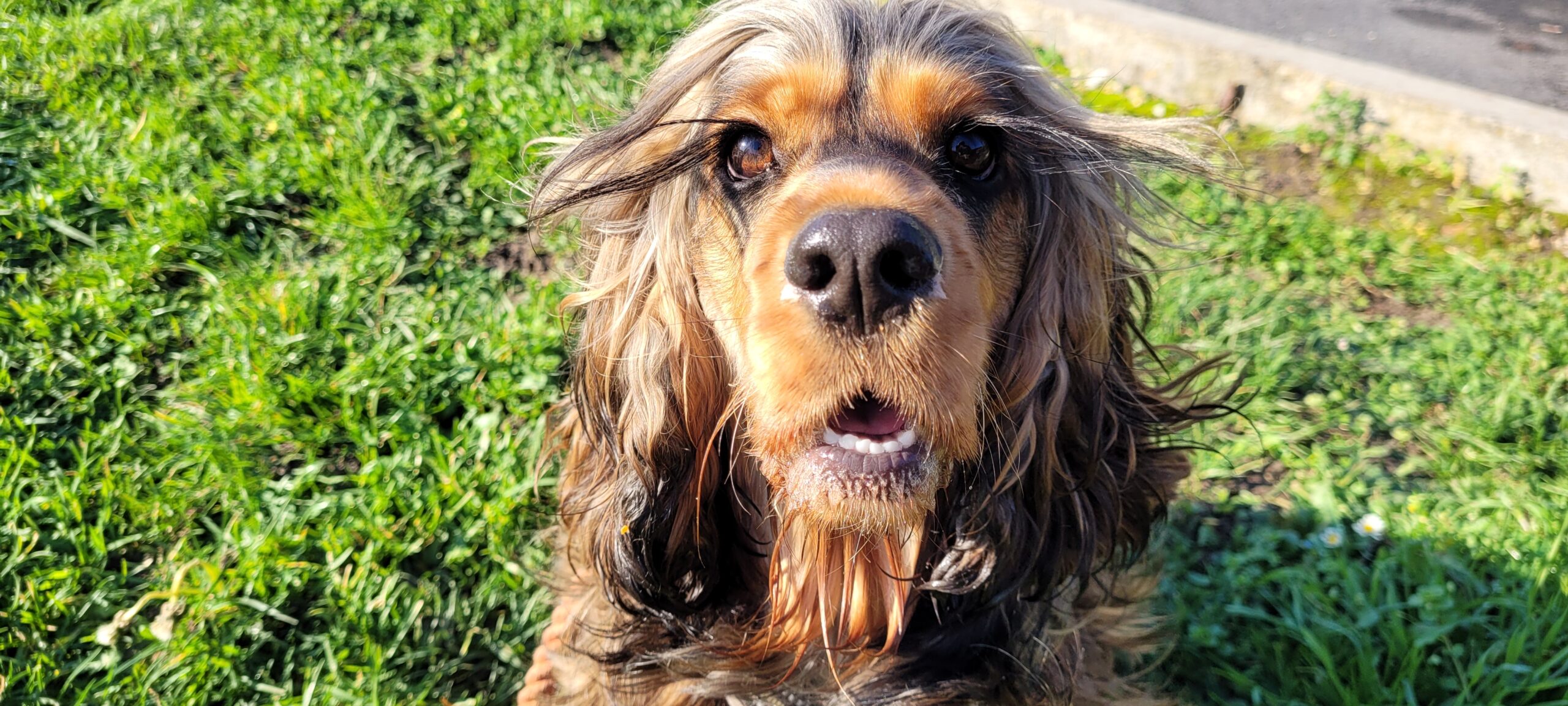 a black and tan cocker spaniel with long eyelashes looking in camera, her lashes blown by the wind