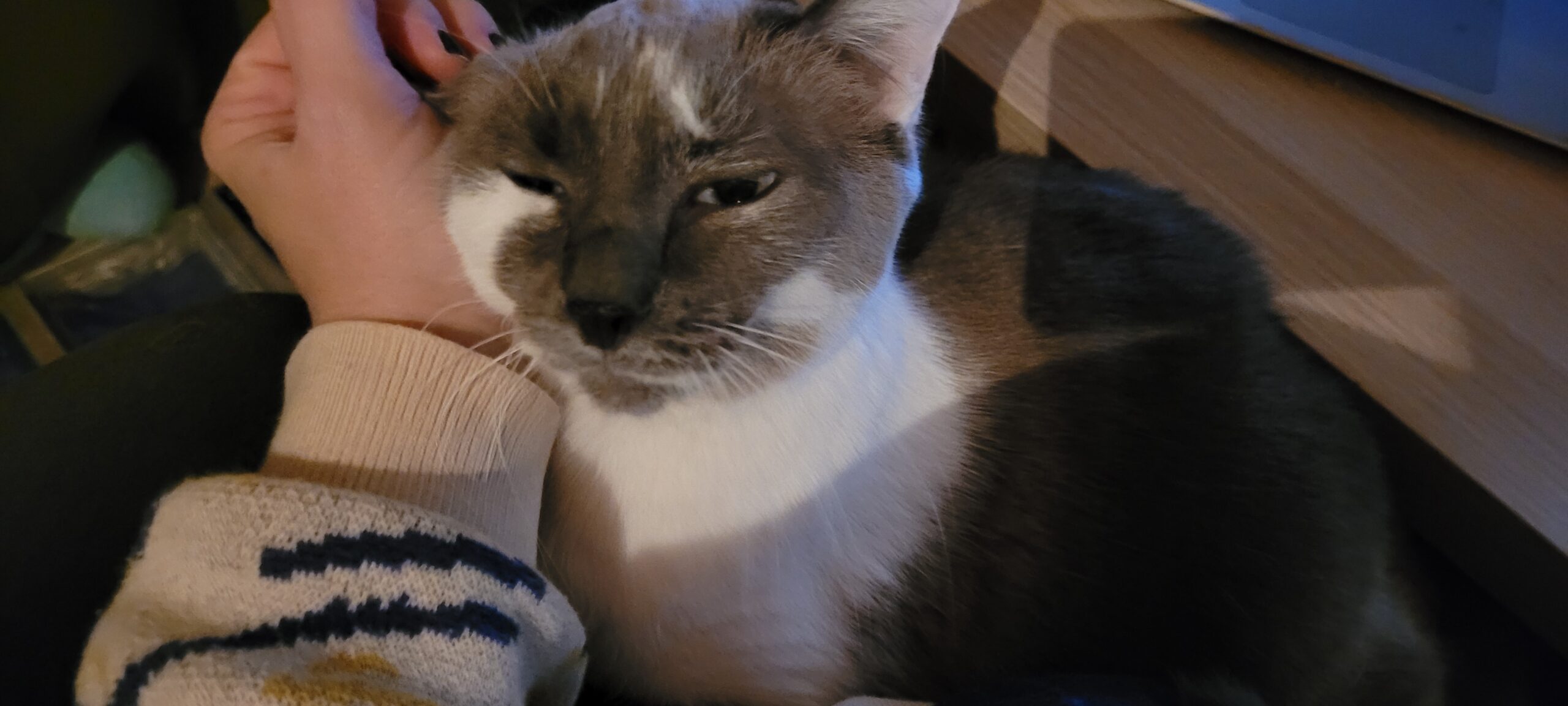 a grey and white cat being pet in a lap