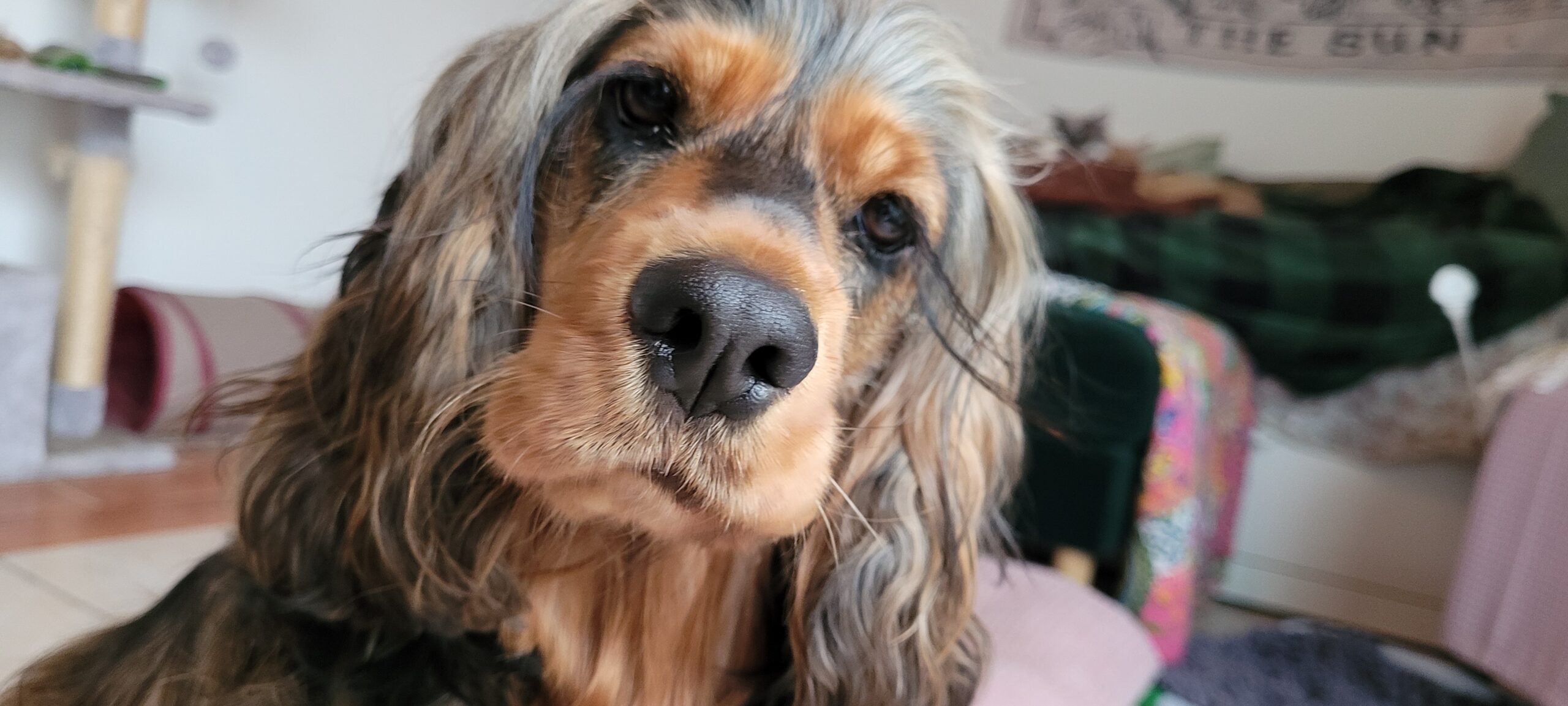 a cocker spaniel with her head cocked to the side