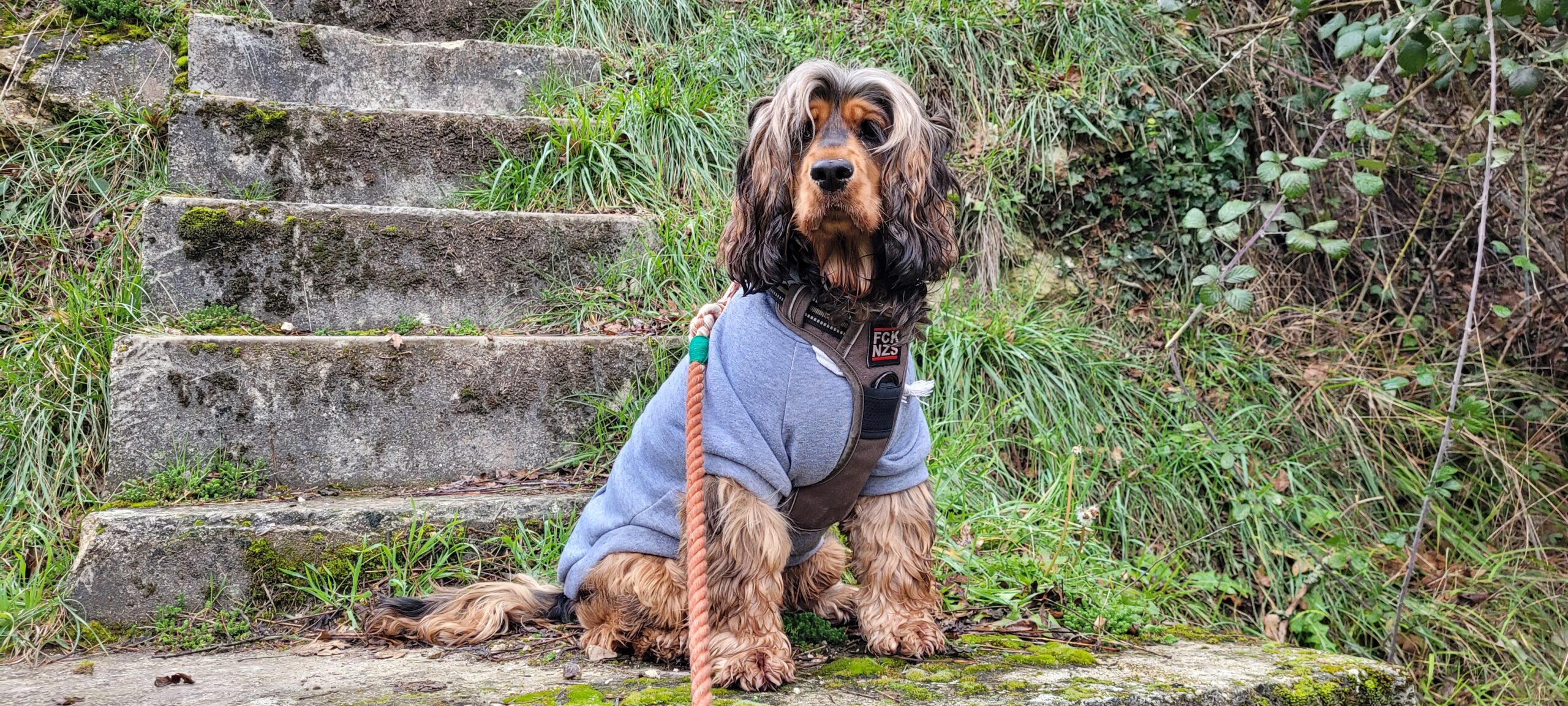 a cocker spaniel in a hoodie and harness