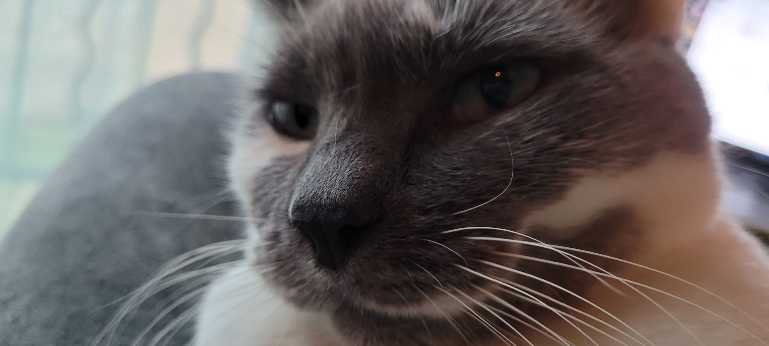 close up of a grey and white cat's face