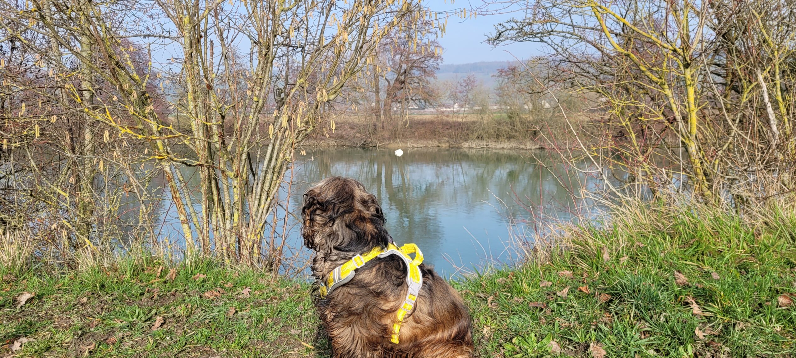 a dog looking across a river at a swan