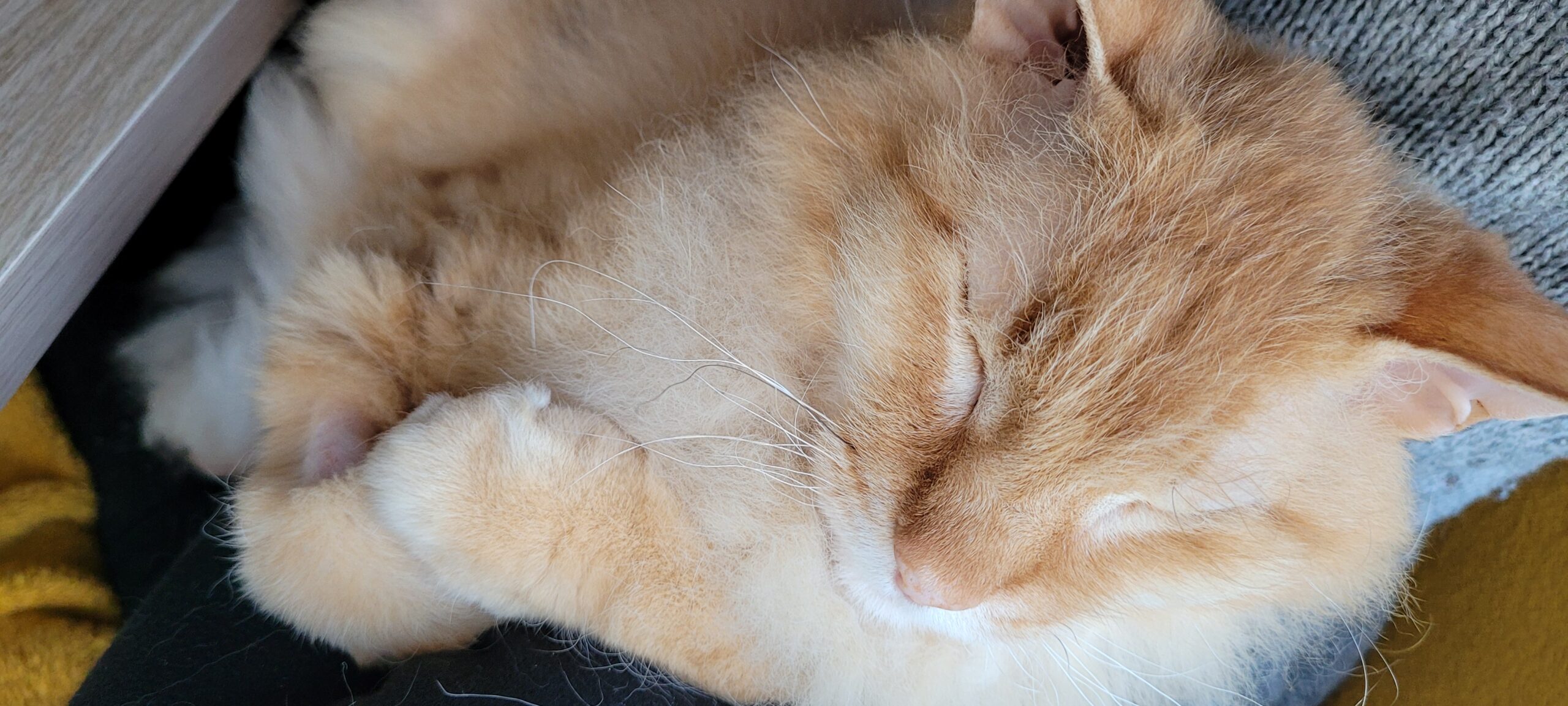 a fuzzy orange cat sleeping in a lap