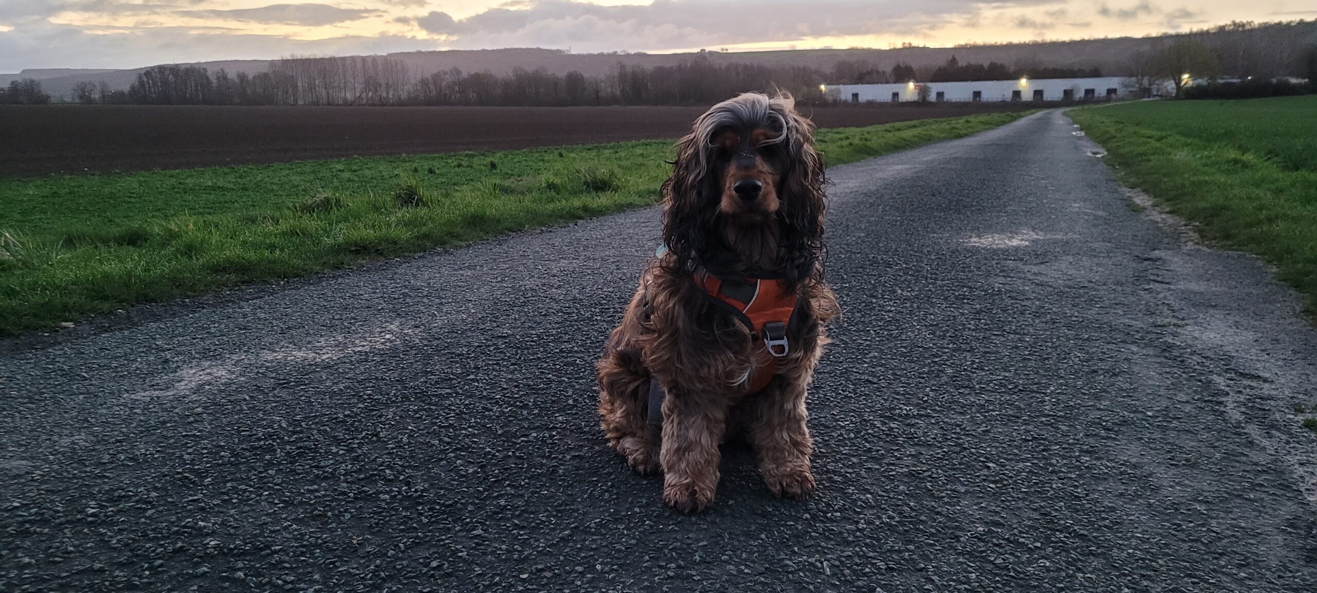 a black and tan sable english cocker spaniel wearing a bright orange harness sitting outside at dawn, backlit by a yellow cloudy sky