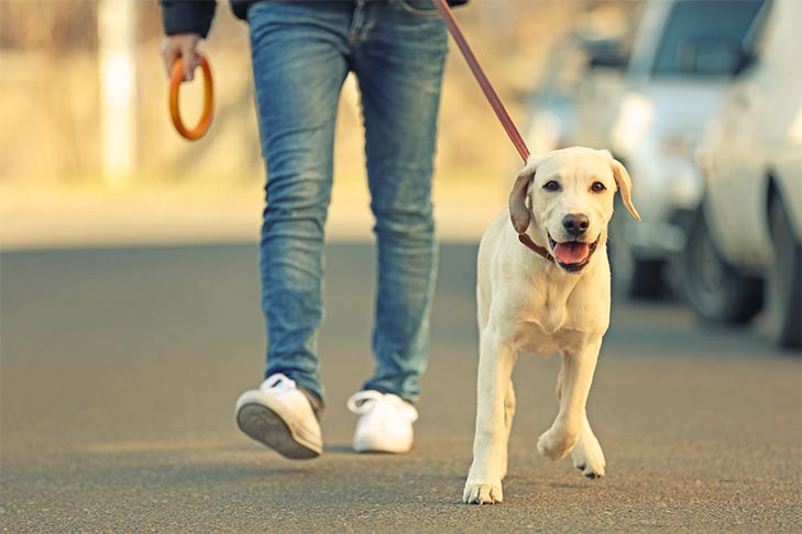 a young yellow lab dog being walked by a person wearing jeans and white sneakers