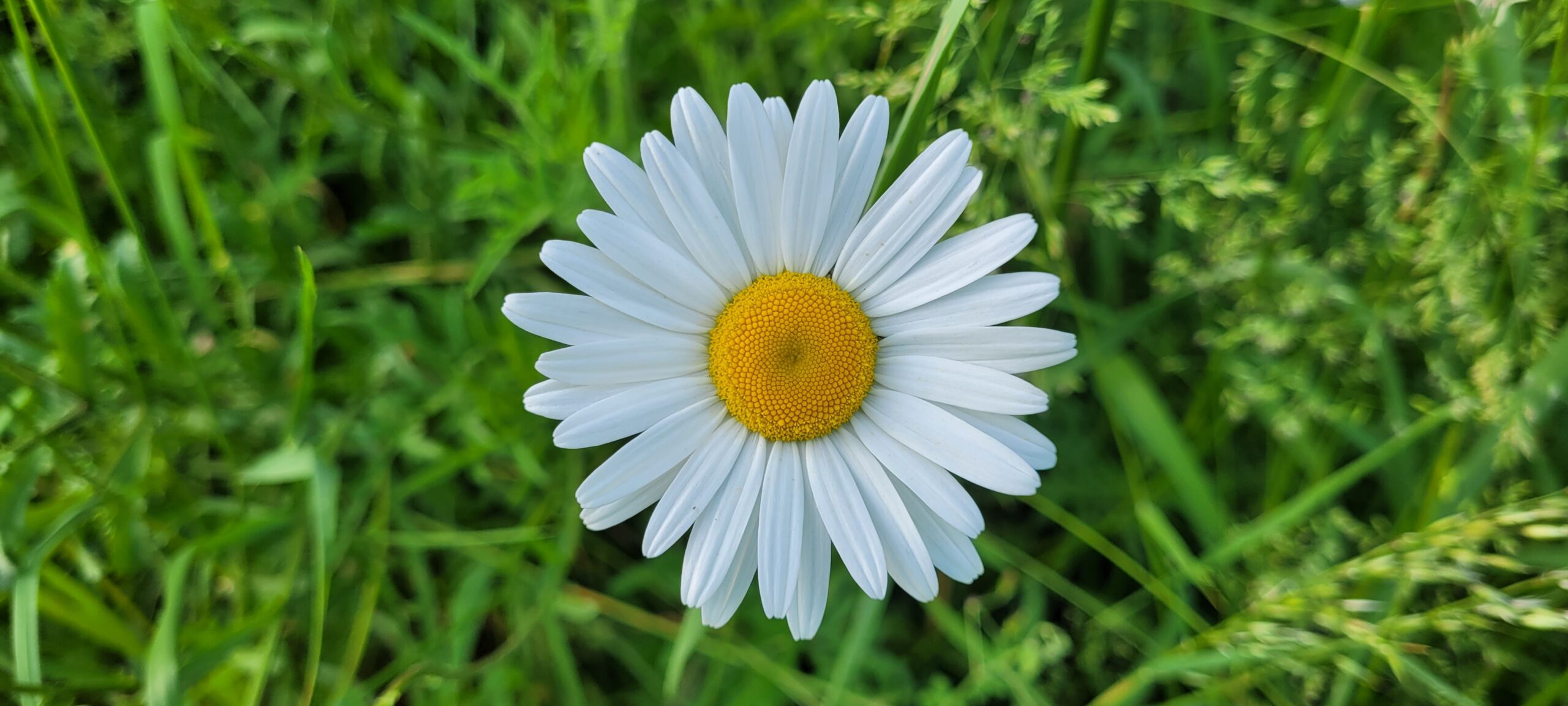 closeup photo of white daisy with yellow center