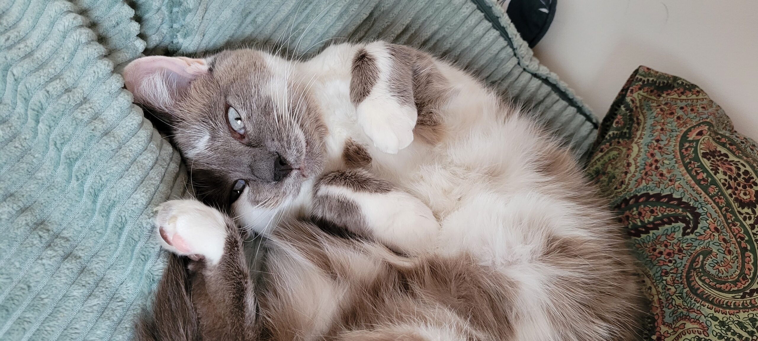 a grey and white cat laying on her back looking cute