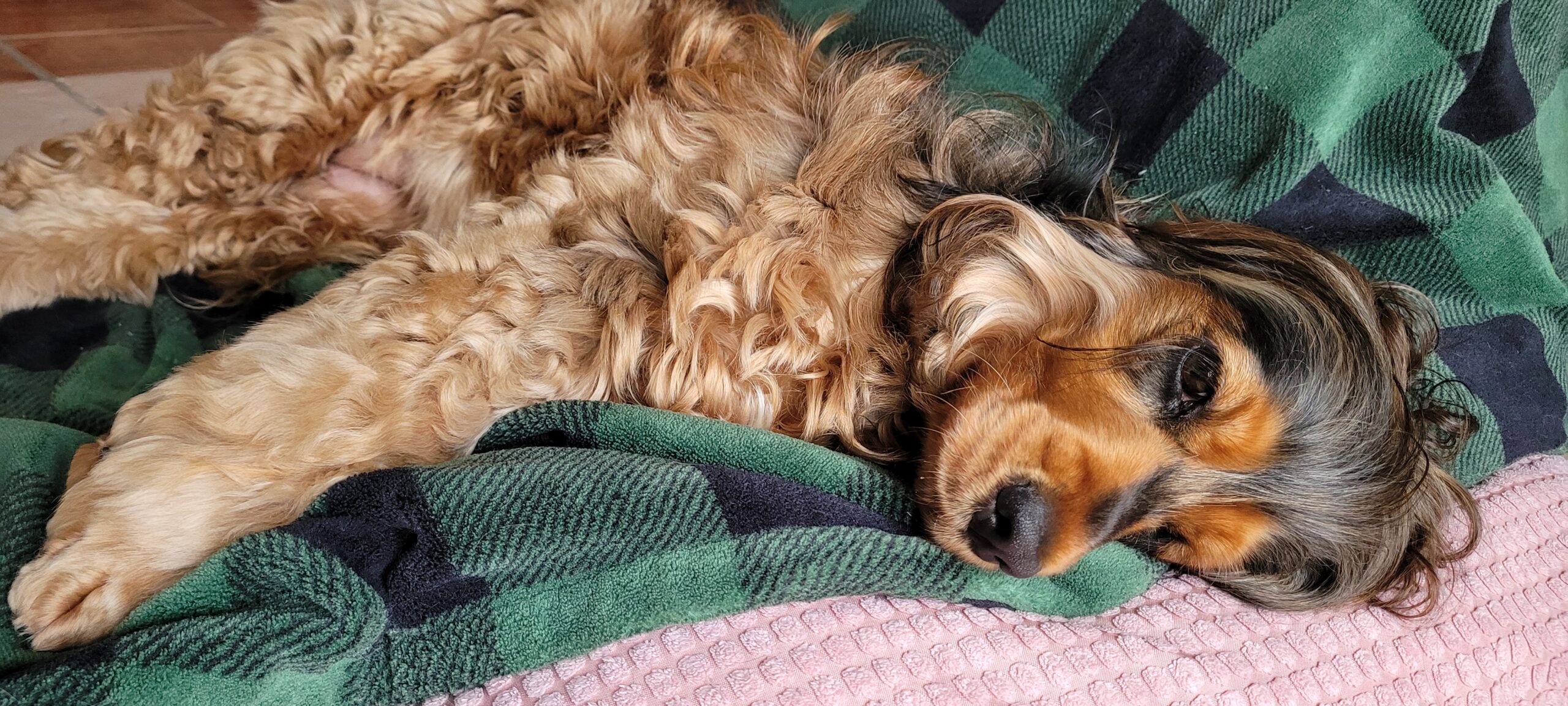 a black and tan sable english cocker spaniel laying on her side
