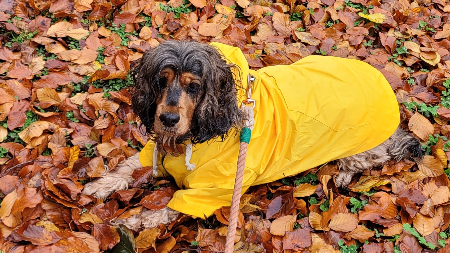 a black and tan sable english cocker spaniel in a yellow raincoat laying in autumn leaves