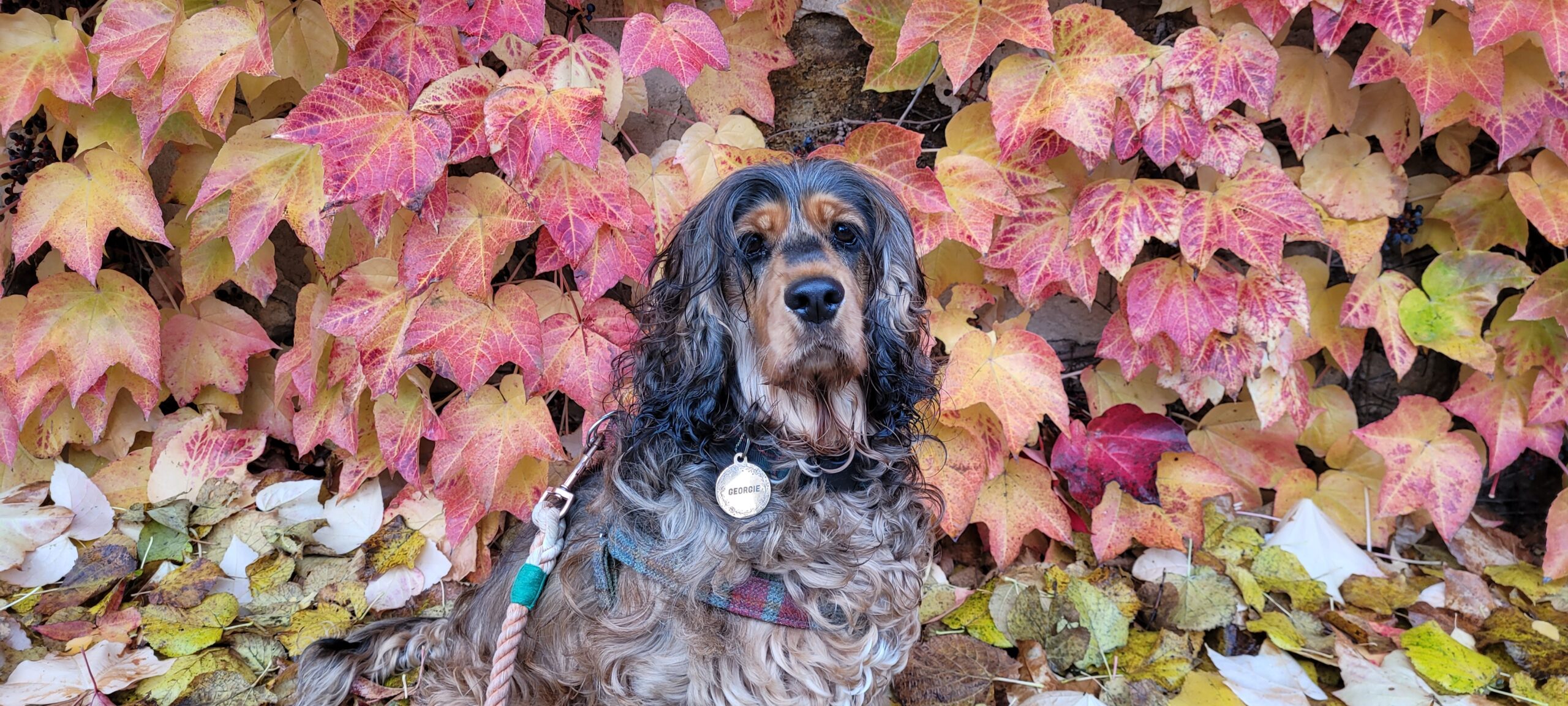 a black and tan english cocker spaniel sitting in front of a wall covered in vines of autumn color leaves red, orange, yellow