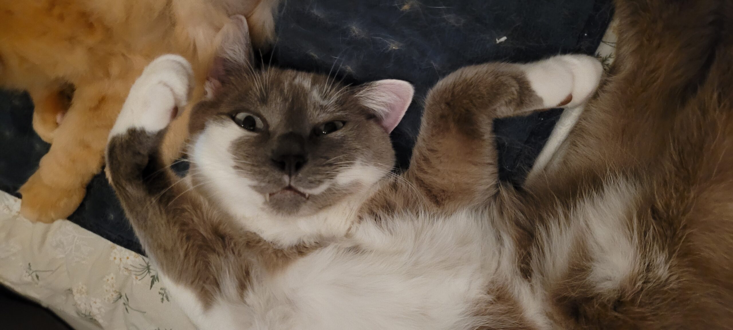 a grey and white cat laying on her back with her arms up and folded sideways around her head she is looking into camera with her fangs showing