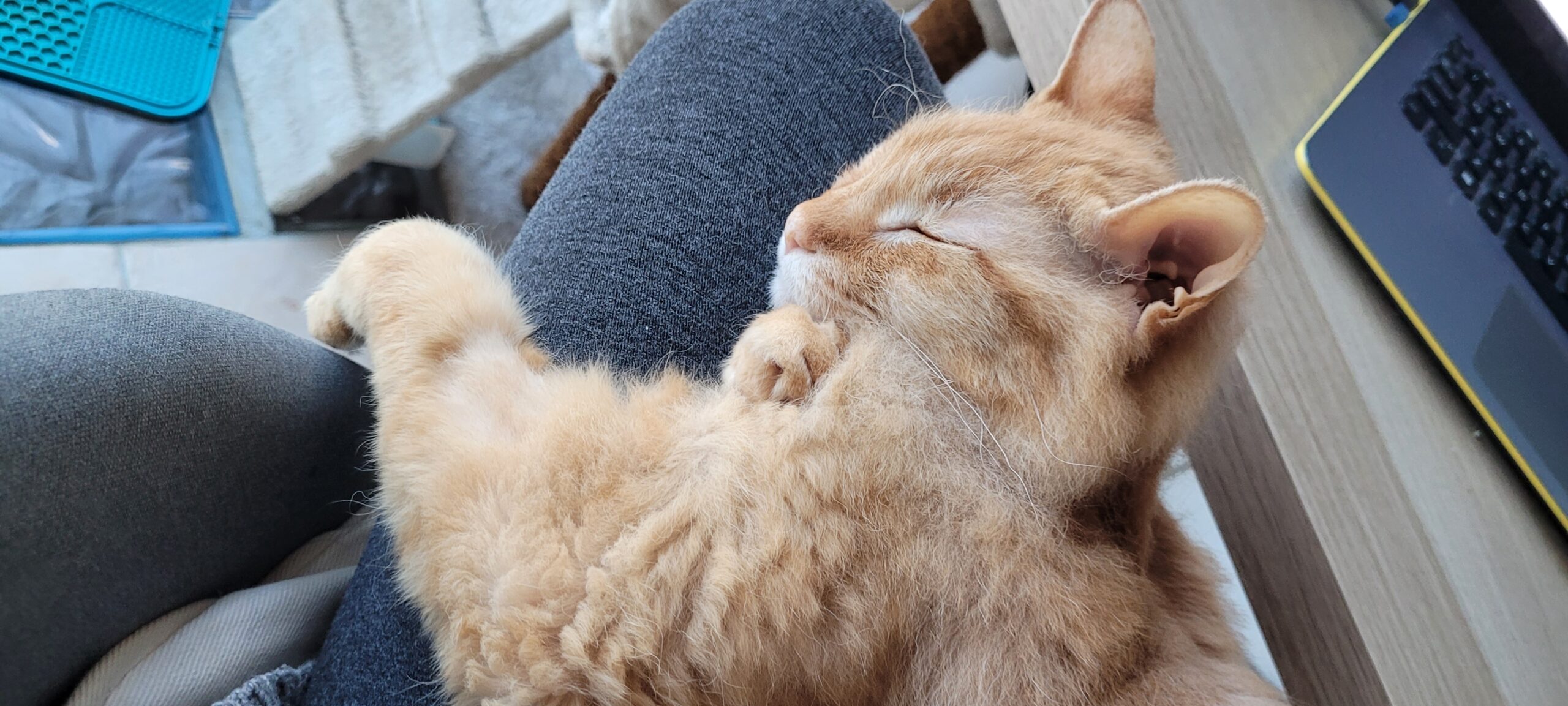 a fuzzy orange cat snuggles on a lap sleeping